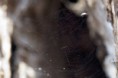/album/linyphiidae/neriene-montana-siet-jpg/